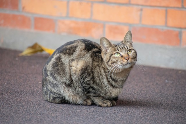 野良猫